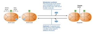 Peptide bond formation