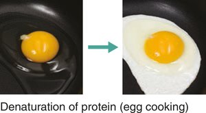 Protein denaturation (egg cooking)