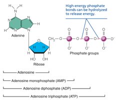 Structure of ATP