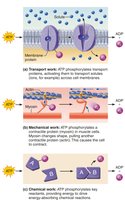 Examples of cellular work driven by ATP
