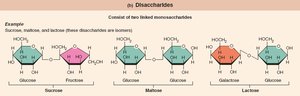 Disaccharide structures