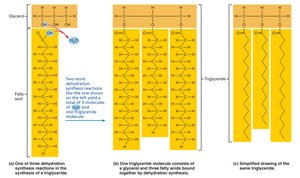 Triglyceride structure