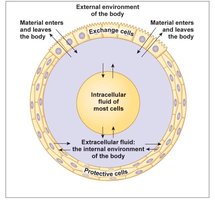 Diagram of cell compartments and exchange