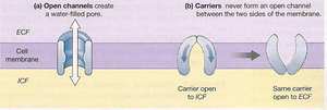 Comparison of open channels and carrier proteins