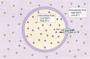 Na+/K+ ATPase maintaining ion gradients