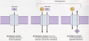 Uniport, symport, and antiport carrier diagrams