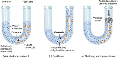 Osmosis and membrane permeability