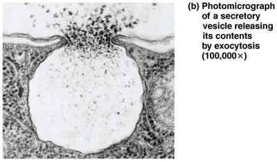 Secretory vesicle releasing contents by exocytosis