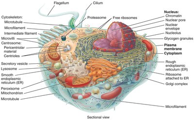 Animal cell structure