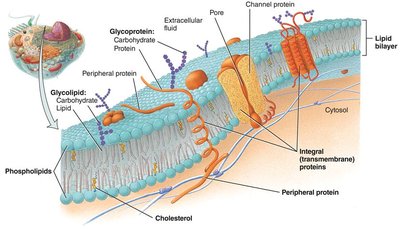 Plasma membrane structure