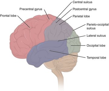 Lateral view of the brain showing lobes and major sulci