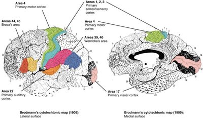 Frontal section of the brain showing basal nuclei