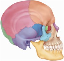 Anatomy & Physiology Study Guide: Bones, Joints, and Skull | Notes