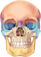 Anatomy & Physiology Study Guide: Bones, Joints, and Skull | Notes