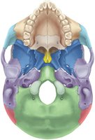 Anatomy & Physiology Study Guide: Bones, Joints, and Skull | Notes