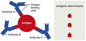 Antigenic determinants