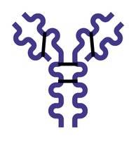 Immunoglobulin classes