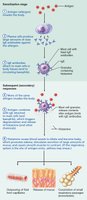Mechanism of acute allergic response