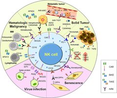 NK cell functions and targets