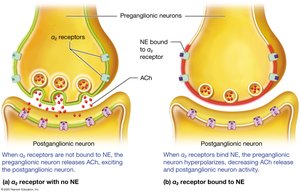 Alpha-2 adrenergic receptor mechanism