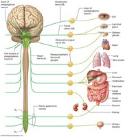Parasympathetic cranial and sacral innervation