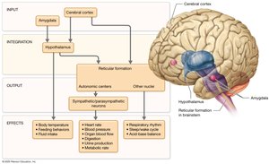 Hypothalamic and reticular formation control of ANS