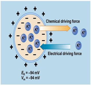 Electrochemical driving force at equilibrium
