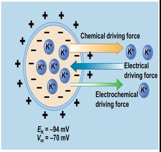 Electrochemical driving force when not at equilibrium