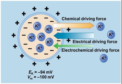 Electrochemical driving force with altered membrane potential