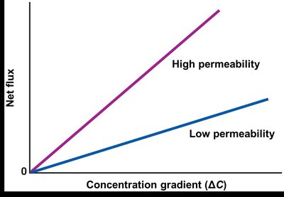 Factors affecting membrane permeability