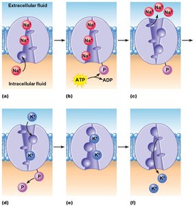 Pump phosphorylation and conformational change