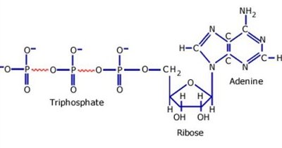 ATP molecule structure showing triphosphate, ribose, and adenine