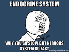 Endocrine system meme comparing speed to nervous system
