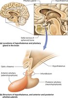 Hypothalamus and pituitary gland anatomy
