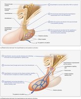 Posterior pituitary hormone chart