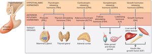 Anterior pituitary hormone chart