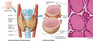 Thyroid gland anatomy and histology