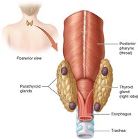 Parathyroid gland anatomy