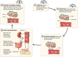 Blood calcium regulation by PTH and calcitonin