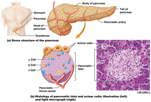Pancreas anatomy and histology