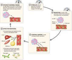 Blood glucose regulation by insulin