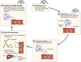 Blood glucose regulation by glucagon