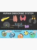 Human Endocrine System diagram