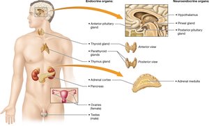 Gonads and their hormones