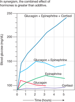 Graph showing synergistic hormone effects on blood glucose