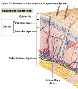 General structure of the skin, showing the subcutaneous layer