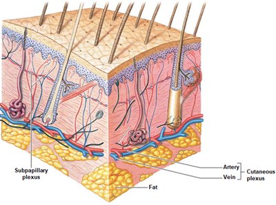 Blood supply in the dermis