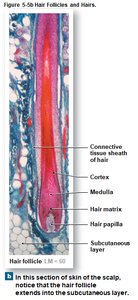Longitudinal section of hair follicle