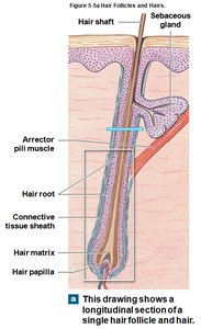 Cross-section of hair shaft structure