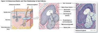 Sebaceous glands and their relationship to hair follicles